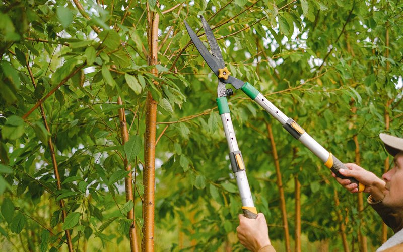 Tree trimming in Osage, WY